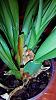Rotting pseudobulbs on miltoniopsis-uploadfromtaptalk1431986296334-jpg