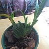 Mystery Orchid update and care questions-orchid-1-1-jpg