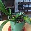 Mystery Orchid update and care questions-orchid-1-jpg