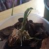 Mystery Orchid update and care questions-orchid-2-2-jpg