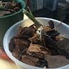 Mystery Orchid update and care questions-orchid-2-jpg