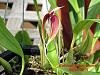 Bulbophyllum blumei-bulbophyllum-blumei-jpg