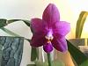If you could only have one phal.....-imageuploadedbytapatalk1432332191-566089-jpg