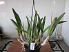 Cold-weather laelia flower spikes dying-img_1717-copy-jpg