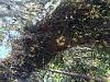 Encyclia tampensis-image-jpg