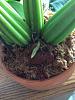 Why so few Coryanthes?-imageuploadedbytapatalk1433021097-386190-jpg