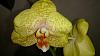 NOID Phalaenopsis - Please help-dsc_0127-copy-jpg