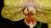 NOID Phalaenopsis - Please help-dsc_0138-copy-jpg