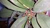 Psychopsis - Is this a new spike?-20150531_200552-jpg