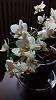 First Mounted Orchid-uploadfromtaptalk1433171941288-jpg