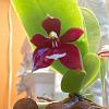 Phalaenopsis cornu-cervi 'Red 175' X sib-image-jpg