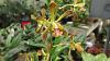 Two forms of Encyclia parviflora-img_0151-resized-parviflora-800-600-jpg