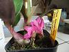 Dendrobium laevifolium in bloom-dscf2183-jpg