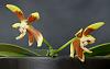 Phalaenopsis kunstleri-studio_20150609_122129-jpg