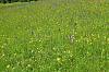 Orchis militaris in wildflower meadow-meadow-2-jpg