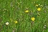 Orchis militaris in wildflower meadow-meadow-3-jpg