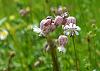 Orchis militaris in wildflower meadow-2-jpg