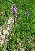 Orchis militaris in wildflower meadow-orchis-militaris-1-jpg