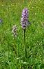 Orchis militaris in wildflower meadow-orchis-militaris-2-jpg
