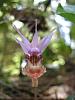 Calypso bulbosa var. occidentalis in Willamette Nat'l Forest, OR-img_5133-jpg