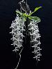 Mystacidium capense siblings in bloom-mystacidiumcapensekat-9-jpg