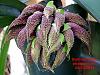 bulbophyllum phalaenopsis-bulbophyllum-phalaenopsis-spike-0510-jpg