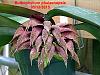 bulbophyllum phalaenopsis-bulbophyllum-phalaenopsis-0512-jpg