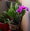 Cattleya roots completely embedded in decayed potting media, please help!-cattleyanbloom-jpg