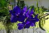 A couple of my bloomers :)-win_20150713_125906-jpg