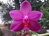 Phalaenopsis Jo Vernon x violacea-phaljovernonxviolacea-jpg