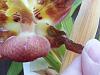 Huntleya wallisii in bloom-20150724_123132-jpg