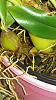 Bulbophyllum lobbii: Is this a spike?  Pest causing leaf damage?-lobbii-spike-360x640-jpg
