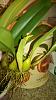 Bulbophyllum lobbii: Is this a spike?  Pest causing leaf damage?-lobbii-damage2-360x640-jpg