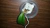 Mini Phal dropped 3 leaves within 2 days-20150801_231131-jpg