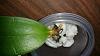 Mini Phal dropped 3 leaves within 2 days-20150801_231150-jpg