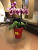 ID mini Phal from Lowes-imageuploadedbytapatalk1438733812-494099-jpg