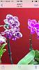 ID mini Phal from Lowes-imageuploadedbytapatalk1438734192-445577-jpg