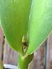 Cattleya maxima strange growth-catt_maxima-jpg