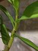 Nobile Dendrobium Canes-dendrobium-cane-closeup-jpg