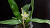 Phal violacea var. alba  ('Wu' X sib)-phal-violacea-var-alba-wu-sib-1-web-jpg