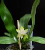 Phal violacea var. alba  ('Wu' X sib)-phal-violacea-var-alba-wu-sib-2-web-jpg