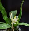 Phal violacea var. alba  ('Wu' X sib)-phal-violacea-var-alba-wu-sib-3-web-jpg