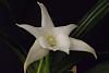 Angraecum Lemforde White Beauty 'Dove'-moar-027-jpg