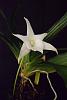 Angraecum Lemforde White Beauty 'Dove'-moar-030-jpg