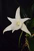 Angraecum Lemforde White Beauty 'Dove'-moar-038-jpg