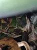 New growth on Cattleya hybrid?-imageuploadedbytapatalk1441818126-526158-jpg
