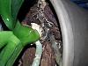 Could this be a fungal infection?-20150913_151228-jpg
