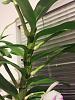 Dendrobium Nobile keikis not putting out roots?-20150930_002051-jpg