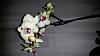 Got a new blooming phalaenopsis-uploadfromtaptalk1443783134939-jpg