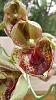 Catasetum :Expansum &quot;Elvira&quot; Species  (Natural world HCC/AOS x self )-catasetum-species2-jpg